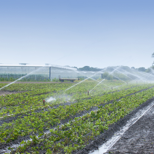 agriculture
