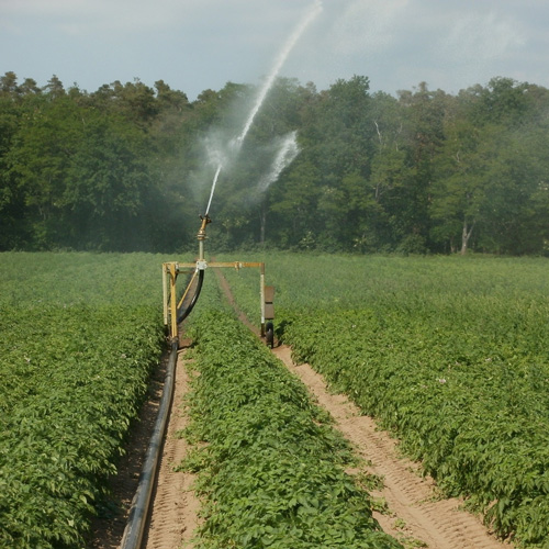 agriculture